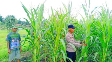 Polisi Cinta Petani, Bhabinkamtibmas Polsek Kkh Pastikan Jagung 0.5 Hektare Tumbuh Subur