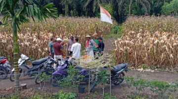 Sinergi Polri & Petani Kampar Kiri Hilir Berbuah Manis: 50 Kg Jagung Siap Panen