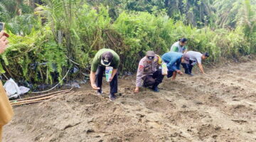 Target swasembada pangan, Polri & BUMDes Desa Kita Baru tanam 30 ribu jagung pipil Betras 1 Ha metode tumpang sari. Polsek Tapung Hilir kawal panen Agustus 2026.