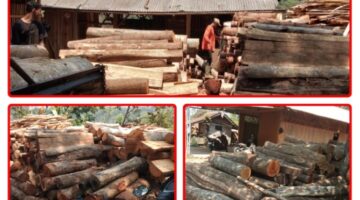 900 Hektare Hutan Rakyat Pajagan Terancam Gundul, Ribuan Kubik Kayu Jati-Mahoni Mengalir ke Penggergajian Besar di Situraja